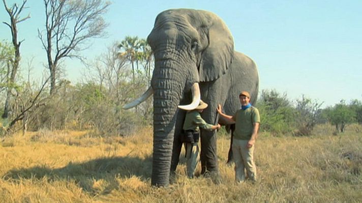 Nacido explorador - África, el show de los elefantes
