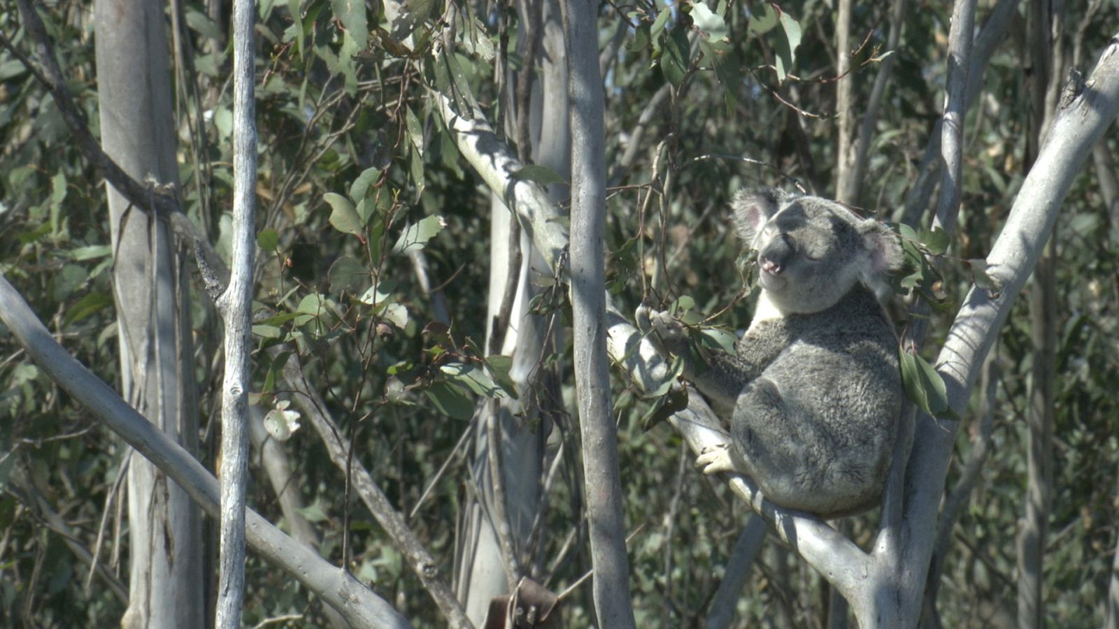 Historias salvajes - Territorio de koalas - ver ahora