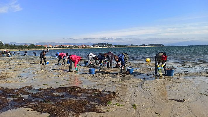 España Directo - Mariscadoras recogen las mascarillas de la Ría de Arousa