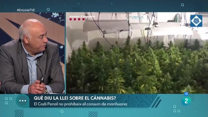 En Línia - Catalunya, el planter de marihuana d'Europa