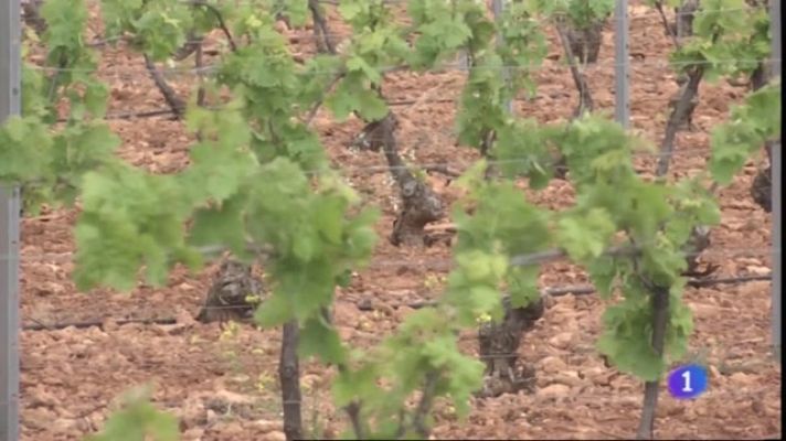 Noticias de Castilla-La Mancha - UPA pide ayudas urgentes para el sector del vino