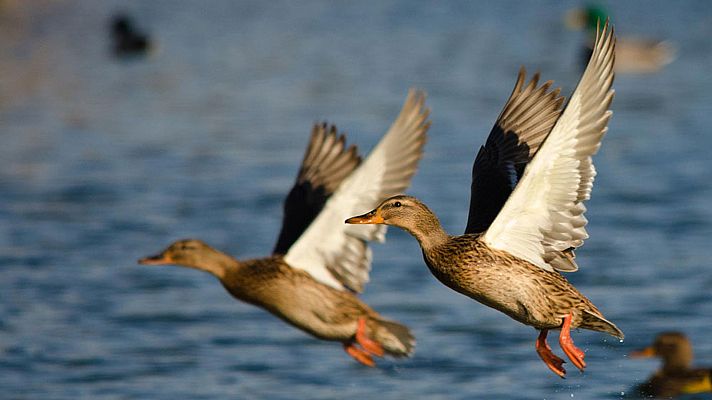 España, la tierra prometida - Un país entre dos mundos