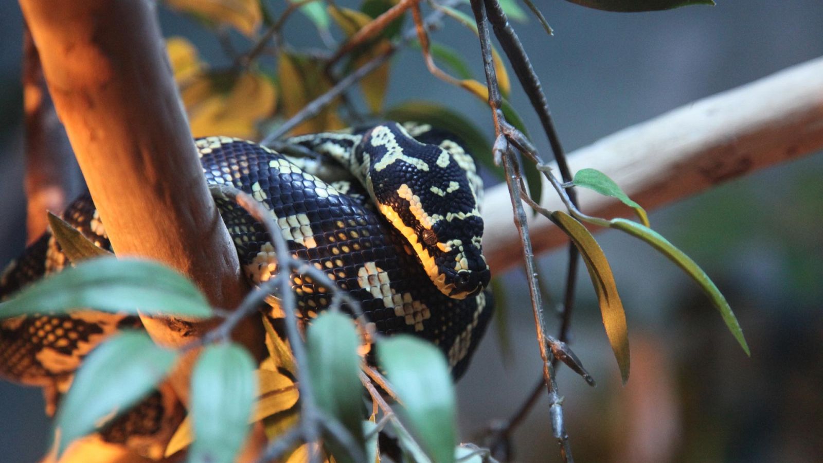 Historias salvajes - El poder del pósum - ver ahora