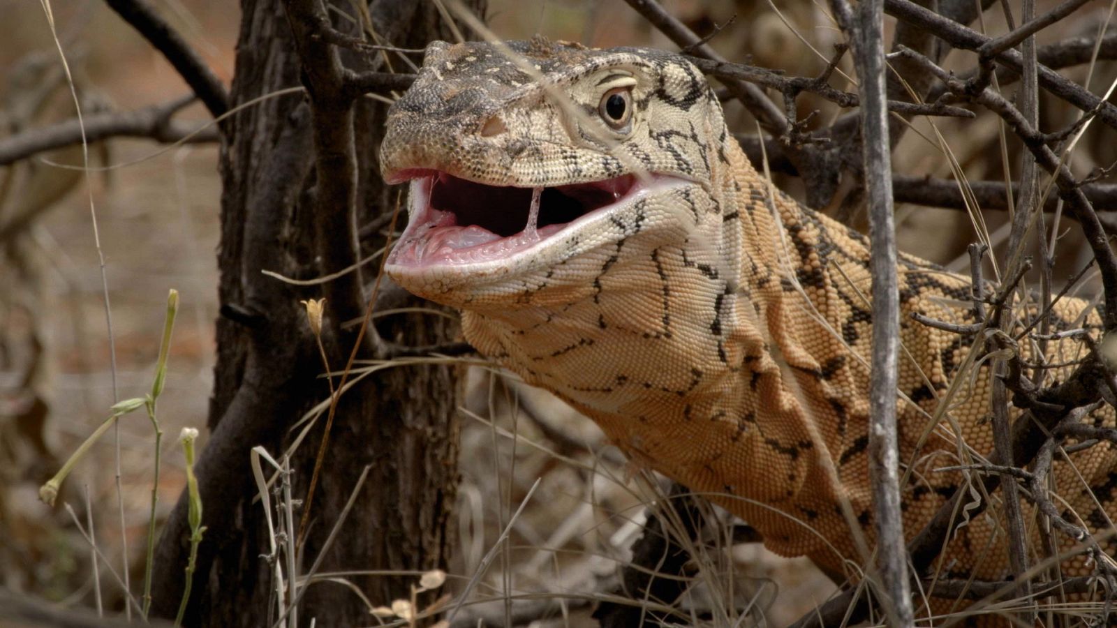 Historias salvajes - Los alquimistas mortales de la naturaleza - ver ahora