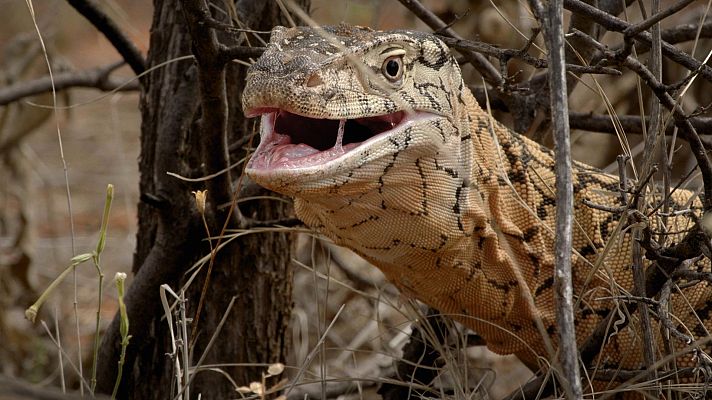 Historias salvajes - Los alquimistas mortales de la naturaleza