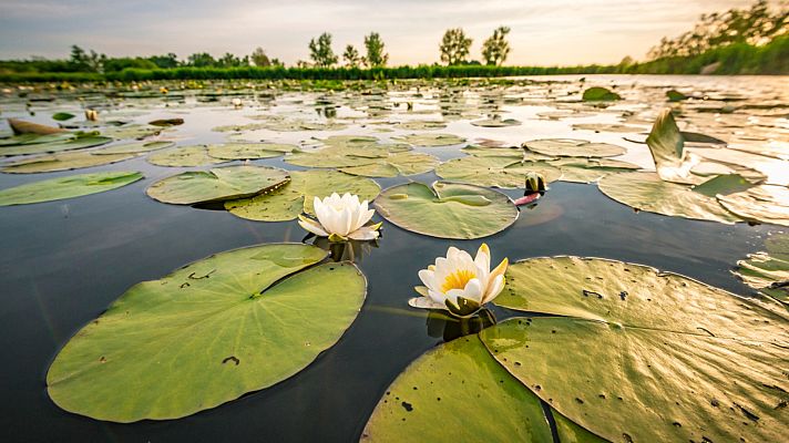 España Directo - El nenúfar mexicano, una especie invasora en el Guadiana
