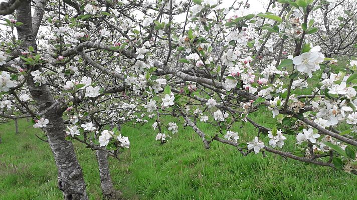 España Directo - Los manzanos en flor, el paisaje primaveral de Asturias