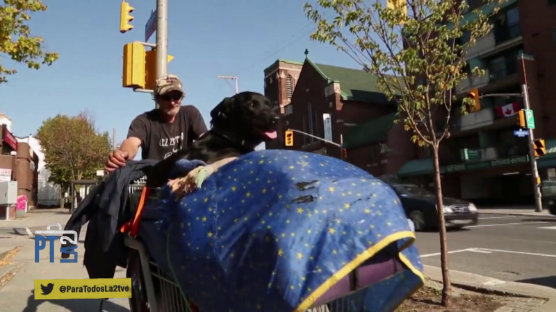 Para Todos La 2-Veterinarios solidarios. Atención a perros de personas sin hogar