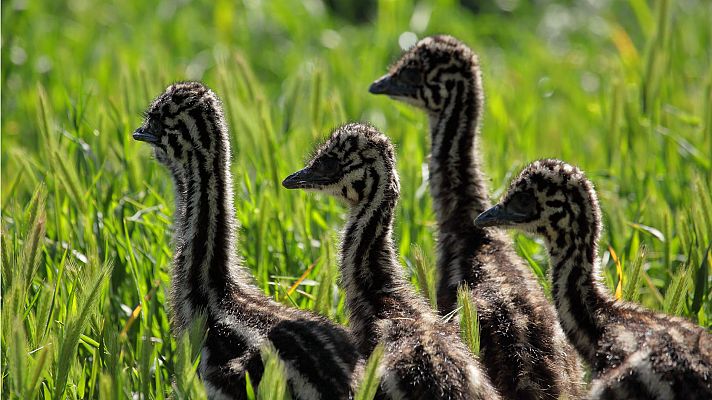 Historias salvajes - El viaje del emú