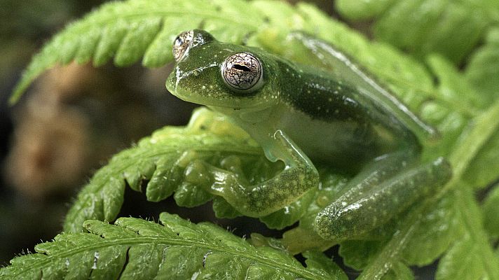 Los Andes salvajes - Vida en las nubes