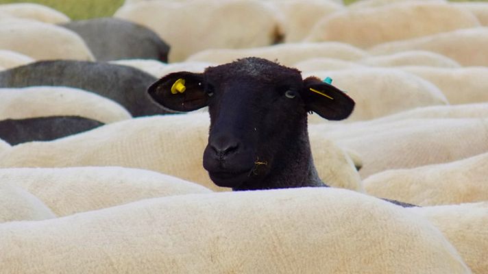 Aquí la Tierra - La oveja negra castellana, una raza en peligro de extinción