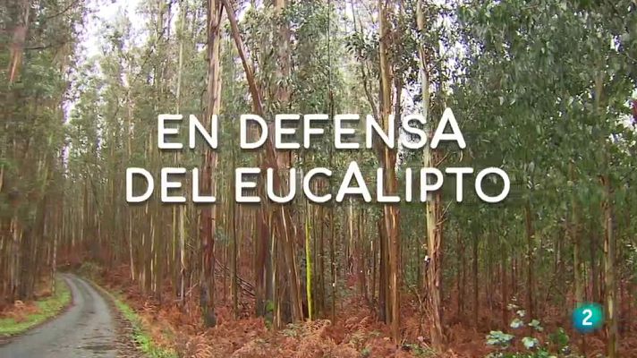 La aventura del Saber - En defensa del eucalipto