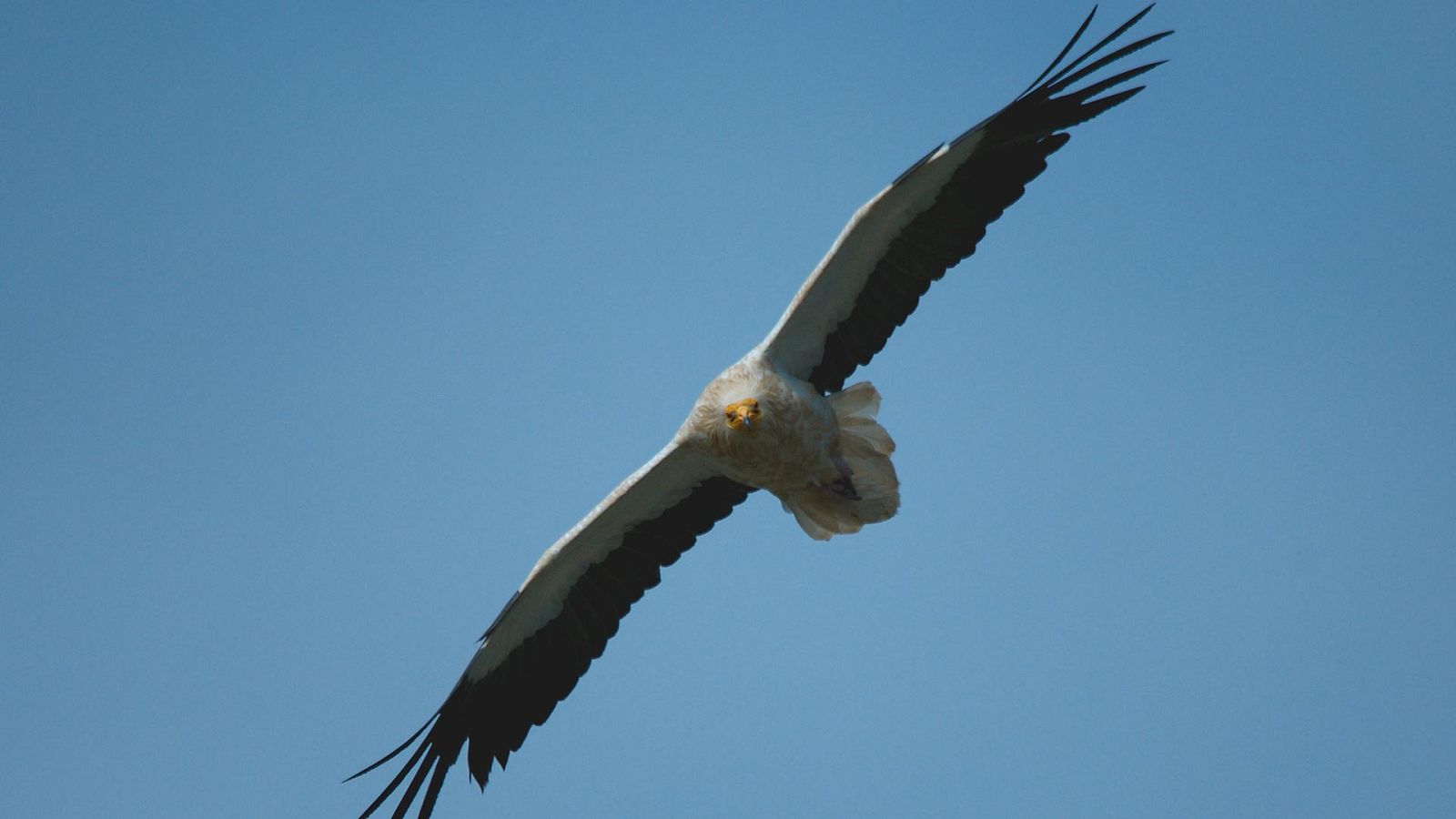 España, la tierra prometida - Cuna de estirpes - ver ahora