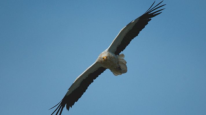 España, la tierra prometida - Cuna de estirpes