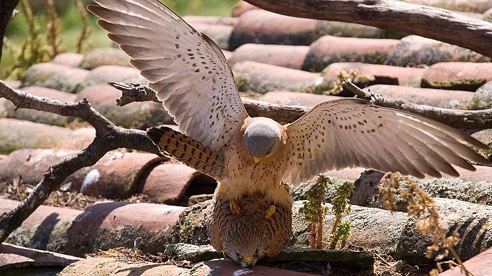 España, la tierra prometida - Un lugar para el entendimiento
