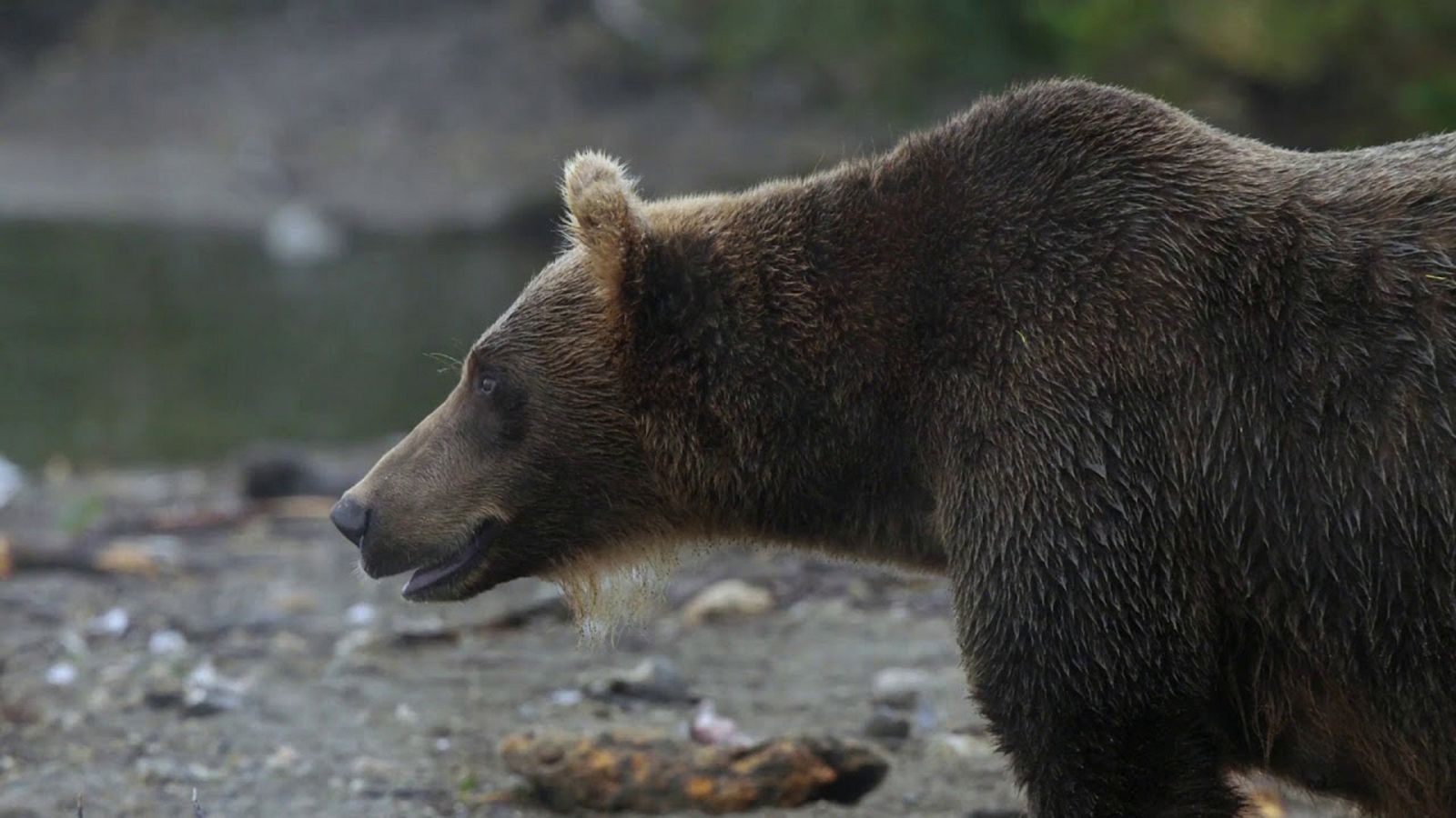 Somos documentales - Los edenes salvajes de Rusia - ver ahora