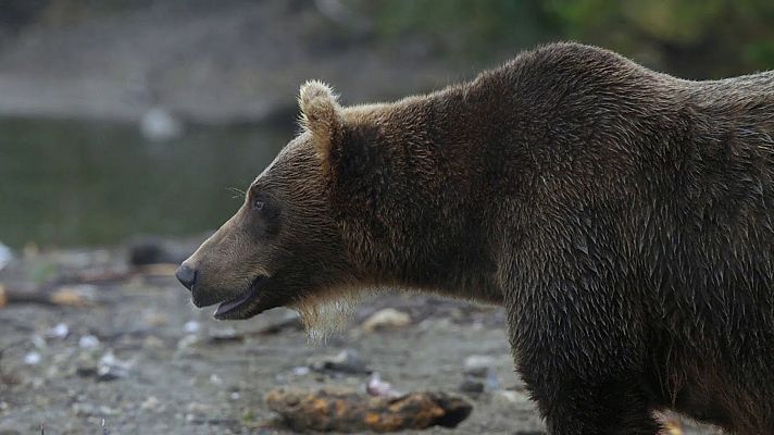 Somos Documentales - Los edenes salvajes de Rusia