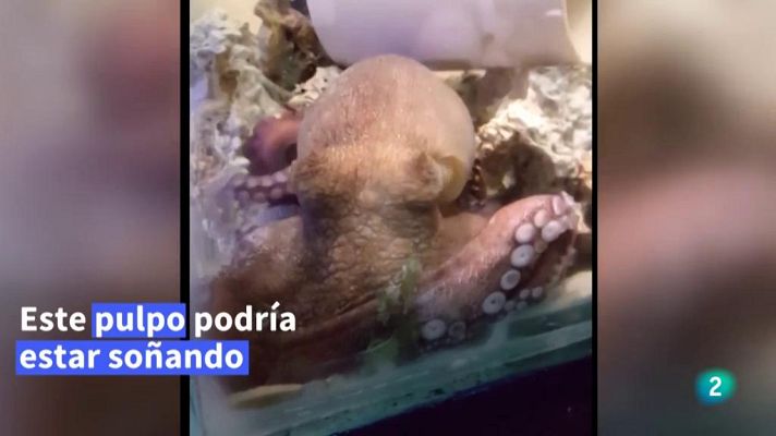 La aventura del Saber - Noticiero Científico y Cultural Iberoamericano (NCC)