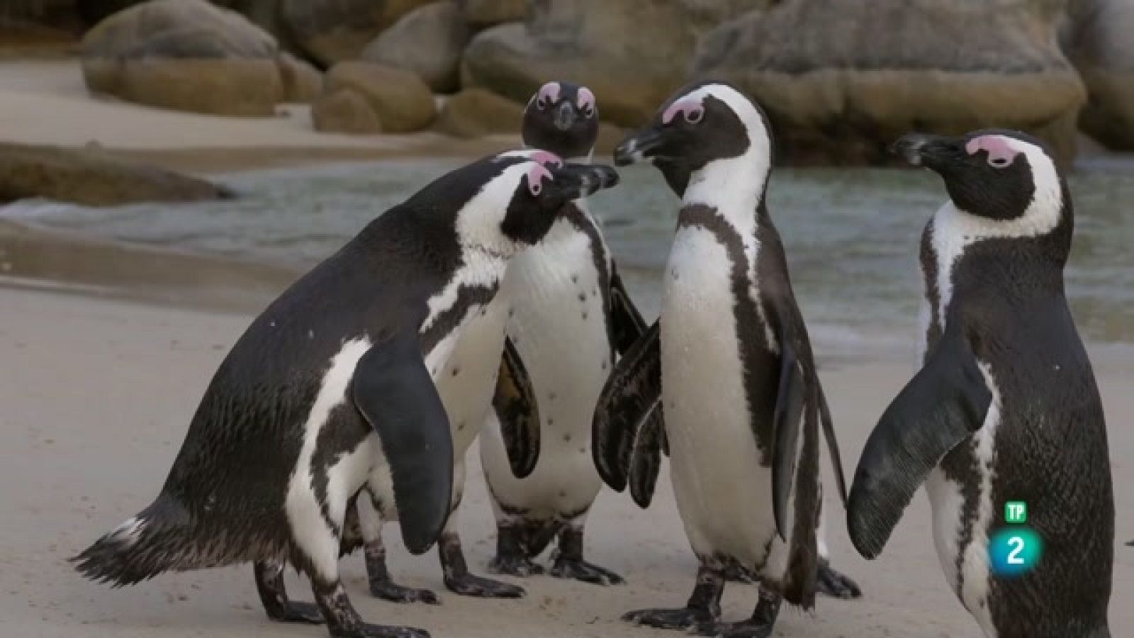 Grans Documentals - L'Àfrica austral - Les costes salvatges