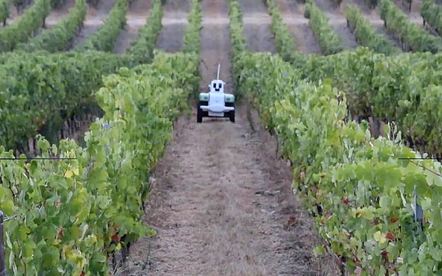 Telediario 1 - Un robot ayuda a los agricultores a optimizar sus viñedos