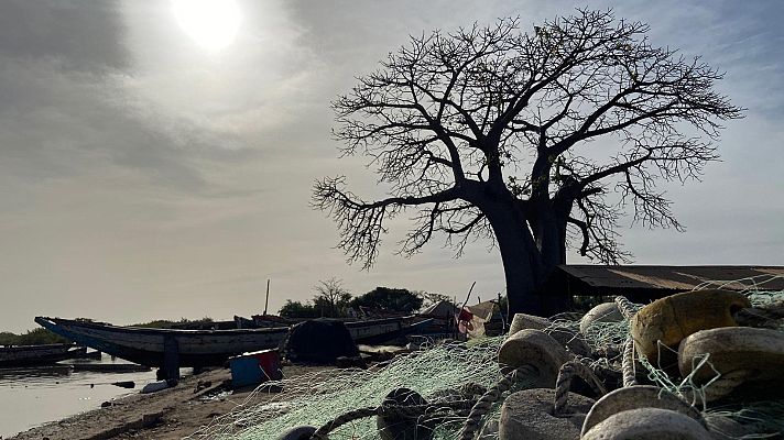 Atlántico - El vuelo de los pelícanos