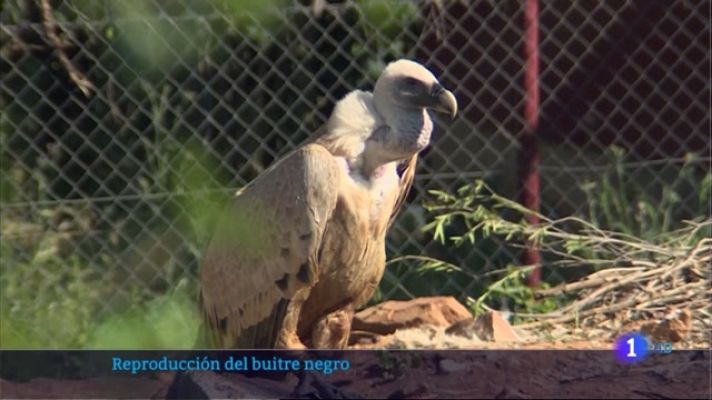 Noticias de Extremadura - Reproducción del buitre negro en Villafranca de los Barros