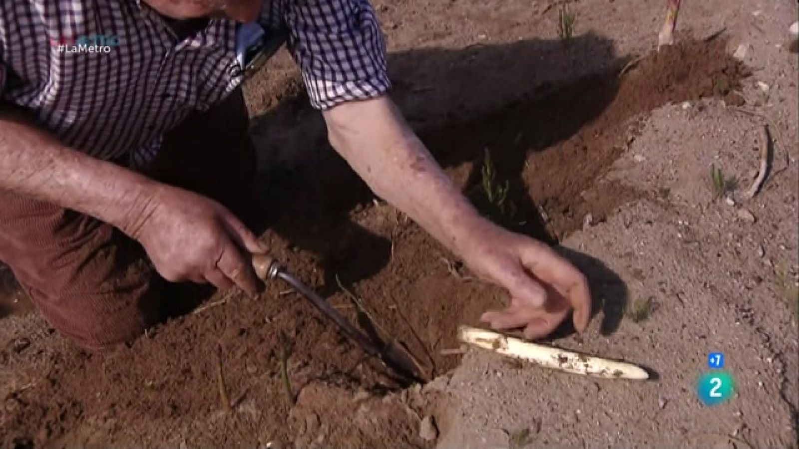 Ara que es temps d'espàrrecs, anem a Gavà on des de fa més de mig segle es fa una fira d'aquest producte km 0 que cada cop té més volada.