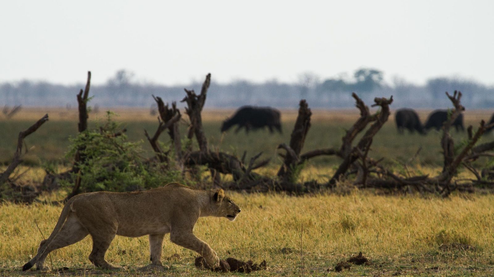 Somos documentales - La batalla por la manada - ver ahora