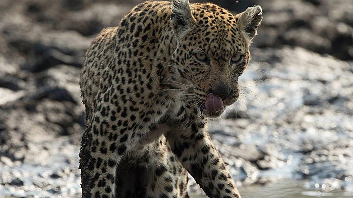 El reino salvaje - La peña de los leopardos