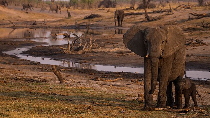 Somos Documentales - Elefantes, los reyes del Kalahari
