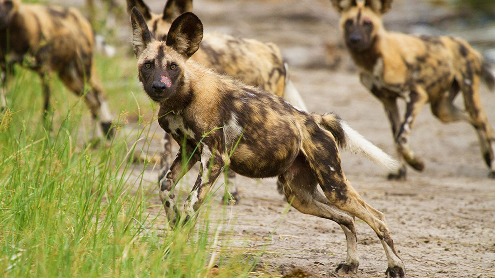 El reino salvaje - La manada pálida - ver ahora