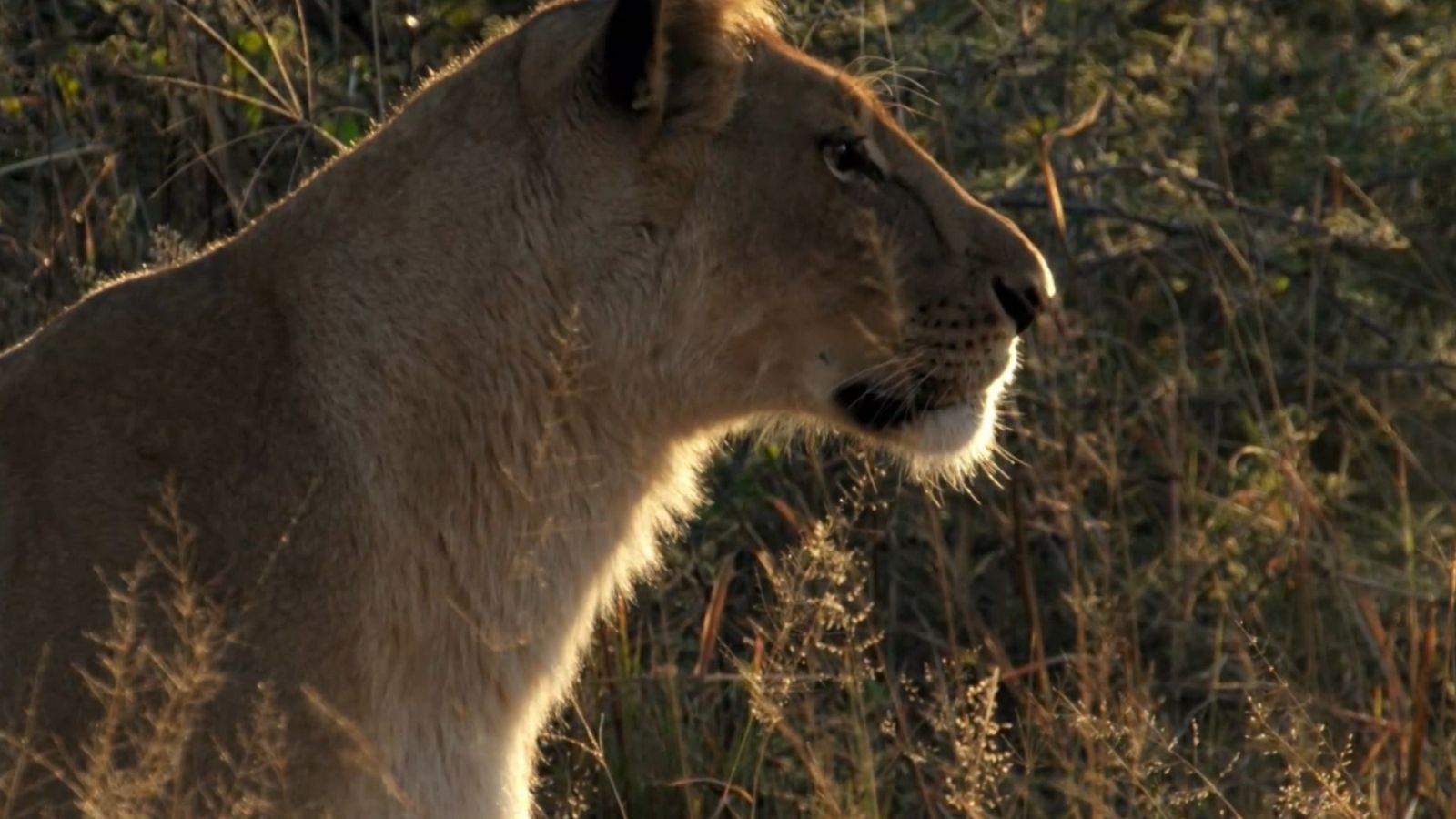 El reino salvaje - Madre de leones - ver ahora