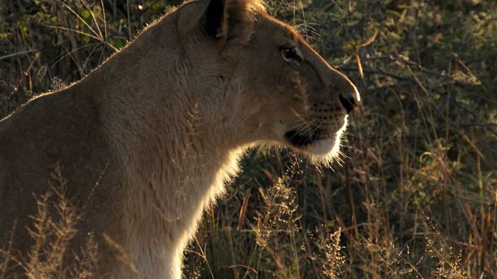 El reino salvaje - Madre de leones