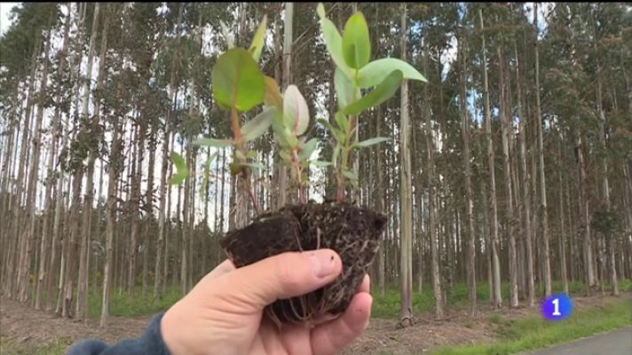 Telexornal - Galicia - Eucalipto esgotado nos viveiros