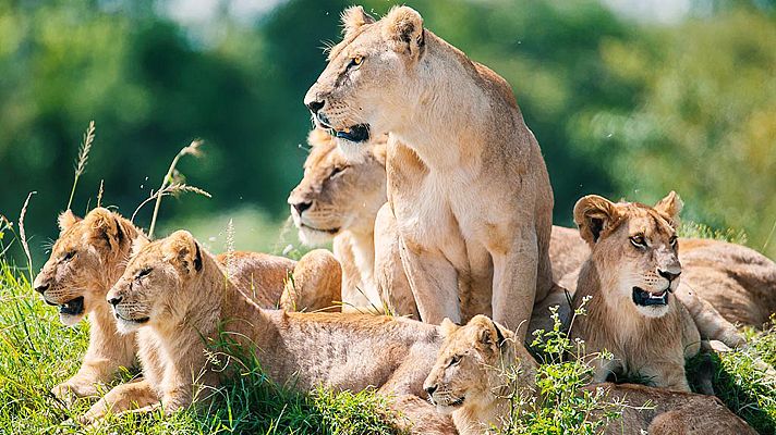 El reino salvaje - La reina del norte