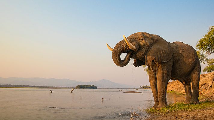 Somos Documentales - Elefantes en el vestíbulo
