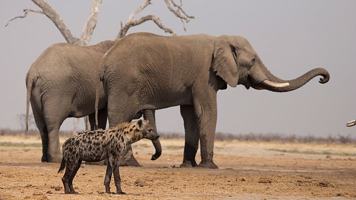El reino salvaje - El ejército de la oscuridad