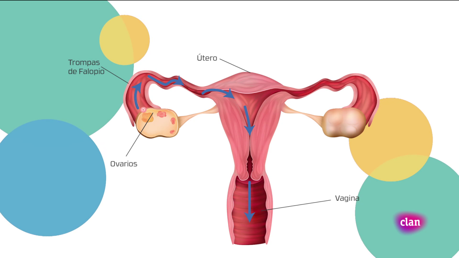 Aprendemos en Clan - CIENCIAS NATURALES - El aparato reproductor - RTVE.es - Aprendemos en Clan | Ver