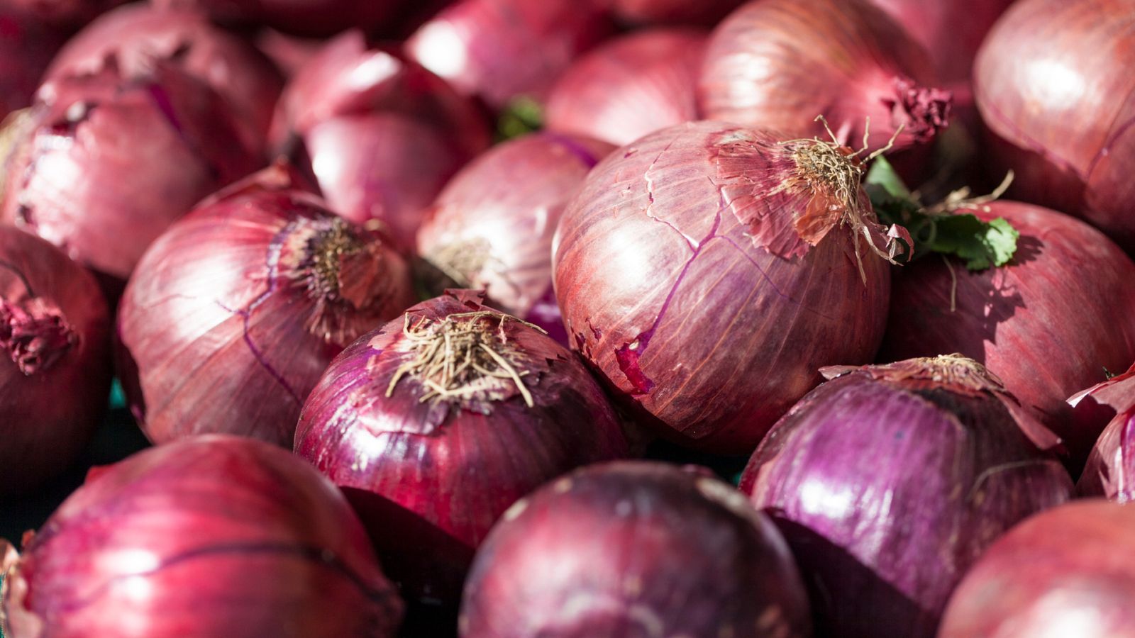 Aquí la Tierra - La cebolla de Zalla: color y sabor identificativos