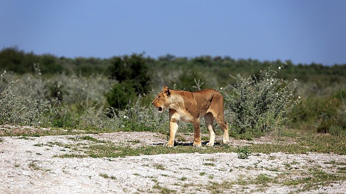 Somos Documentales - Los leones del desierto