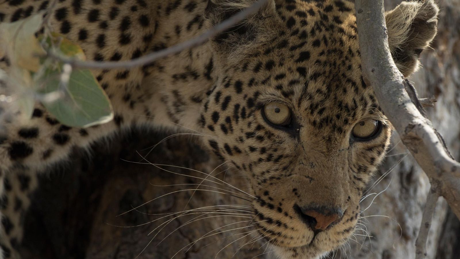 El reino salvaje - Juego de tronos - ver ahora