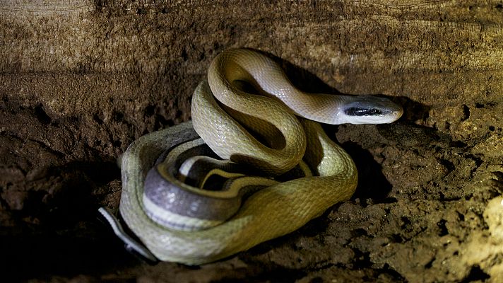 Indochina salvaje - Camboya, el reino del agua
