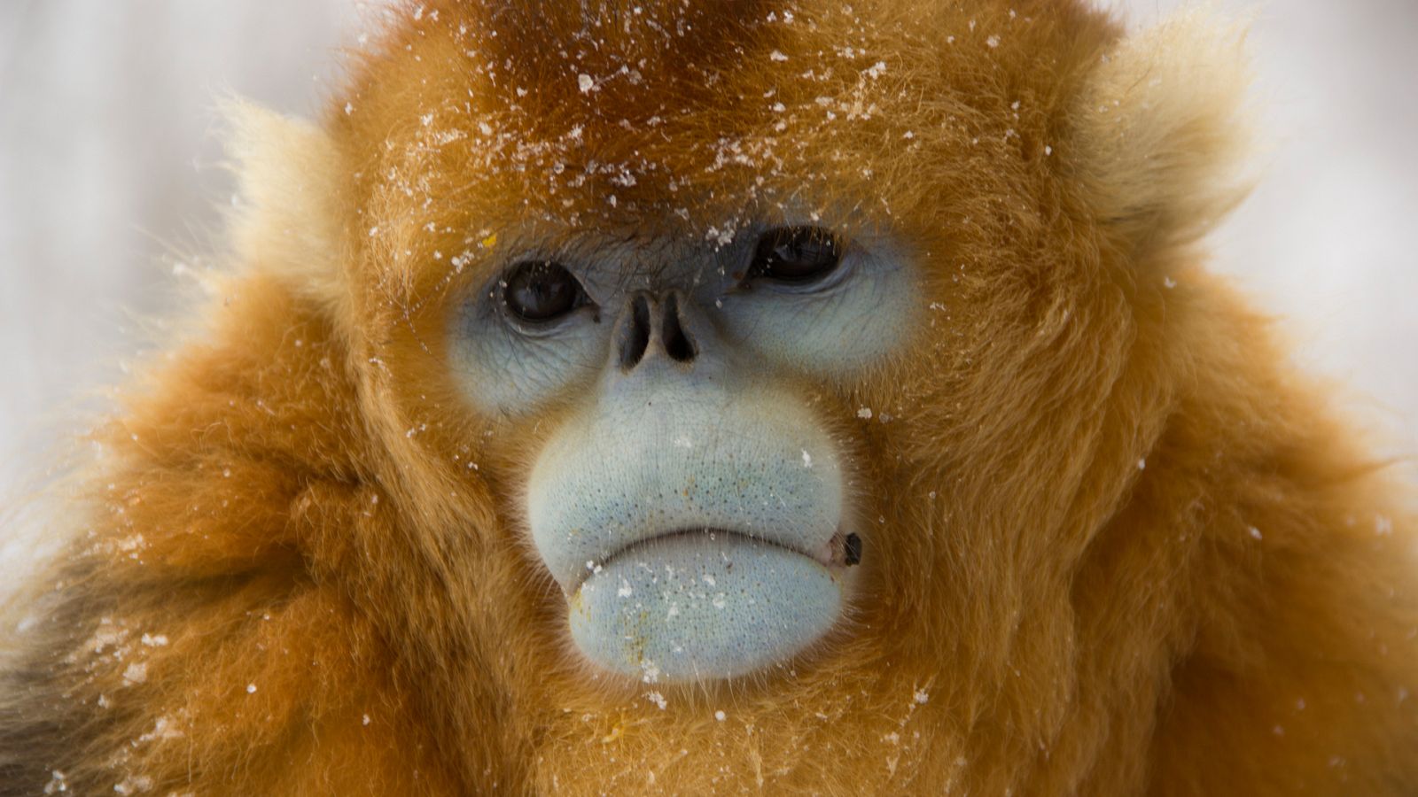 Indochina salvaje - Vietnam, el Fénix renacido de sus cenizas - ver ahora