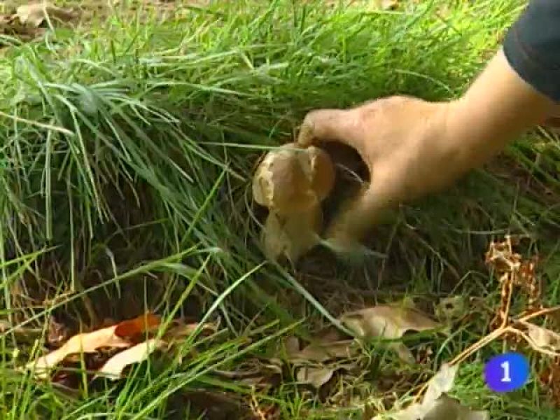 Telenavarra. Informativo territorial de Navarra. (22/09/09)