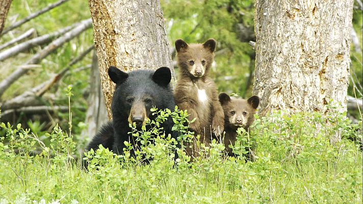 Somos Documentales - El salvaje Yellowstone