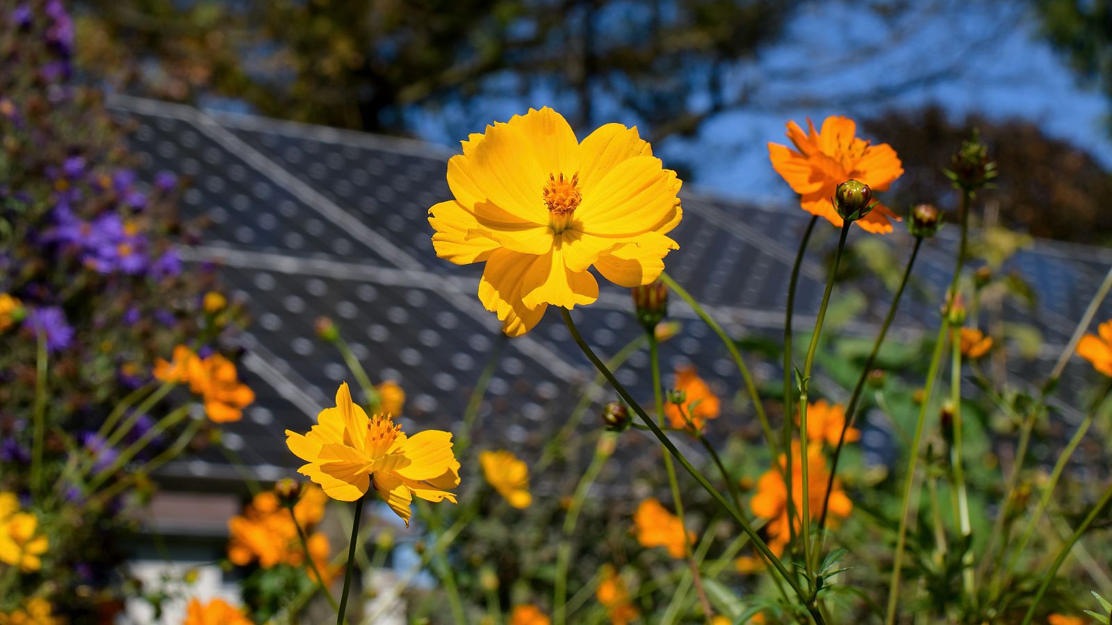 Apiario solar: un nuevo modelo agro voltaico - Telediario 1 | Ver