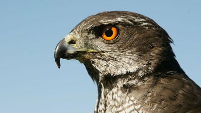 Somos documentales - Cazadoras de los cielos: azores, gavilanes y guilas - ver ahora