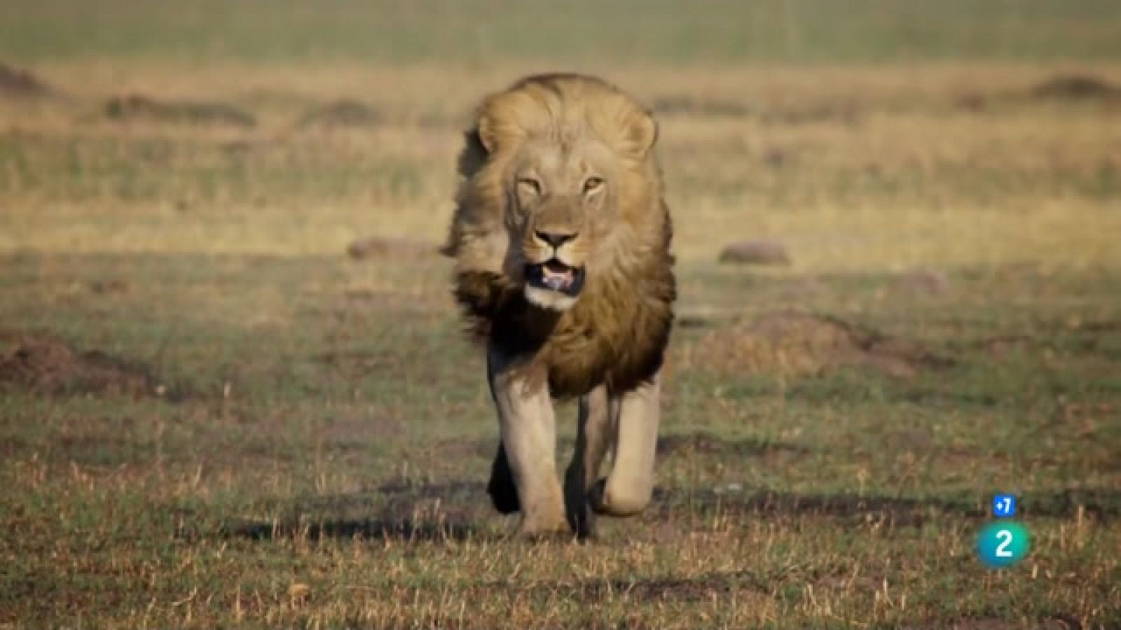 Grans Documentals - La batalla per la manada