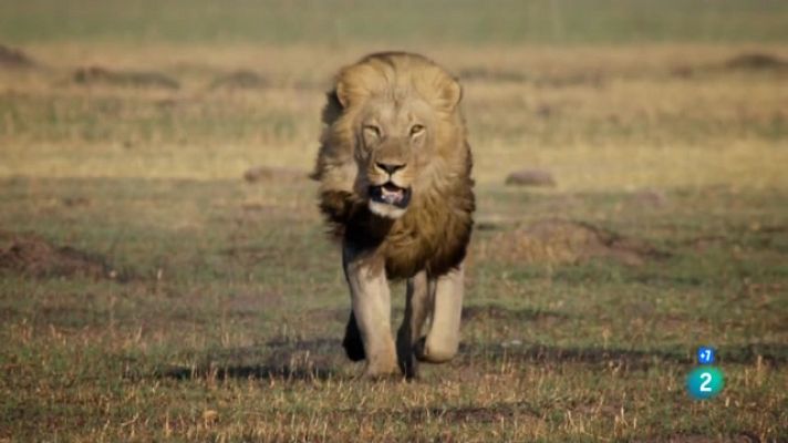 Especials en català - La batalla per la manada