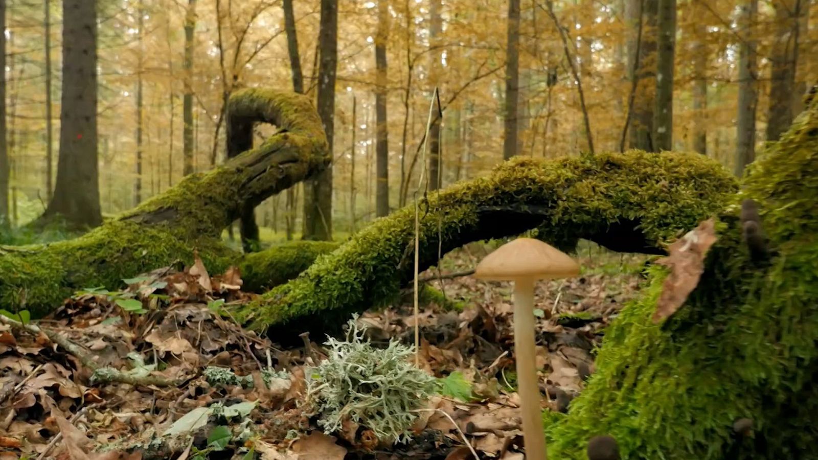 Planeta Selva - Episodio 16: Bosque caducifolio  - ver ahora